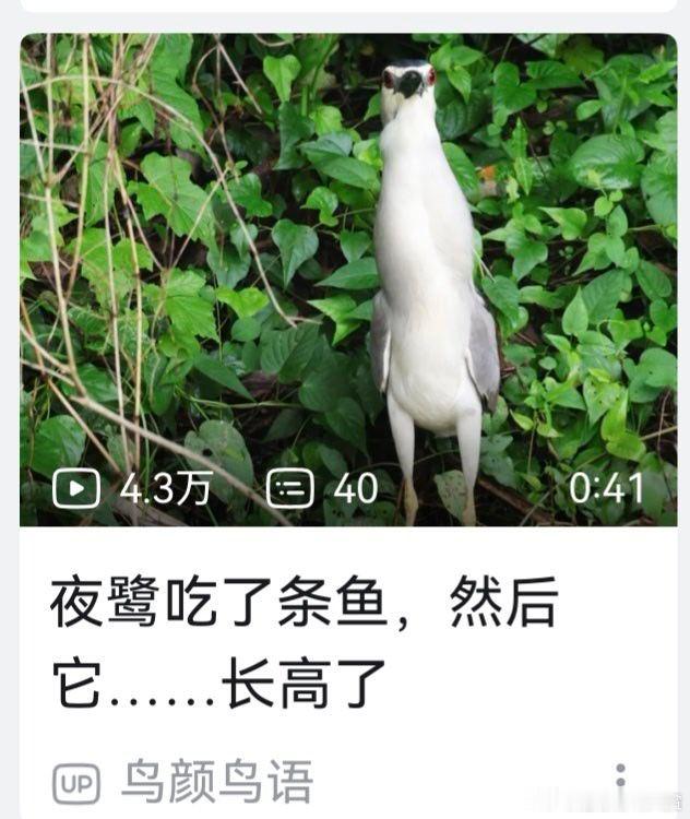 吃鱼补钙 