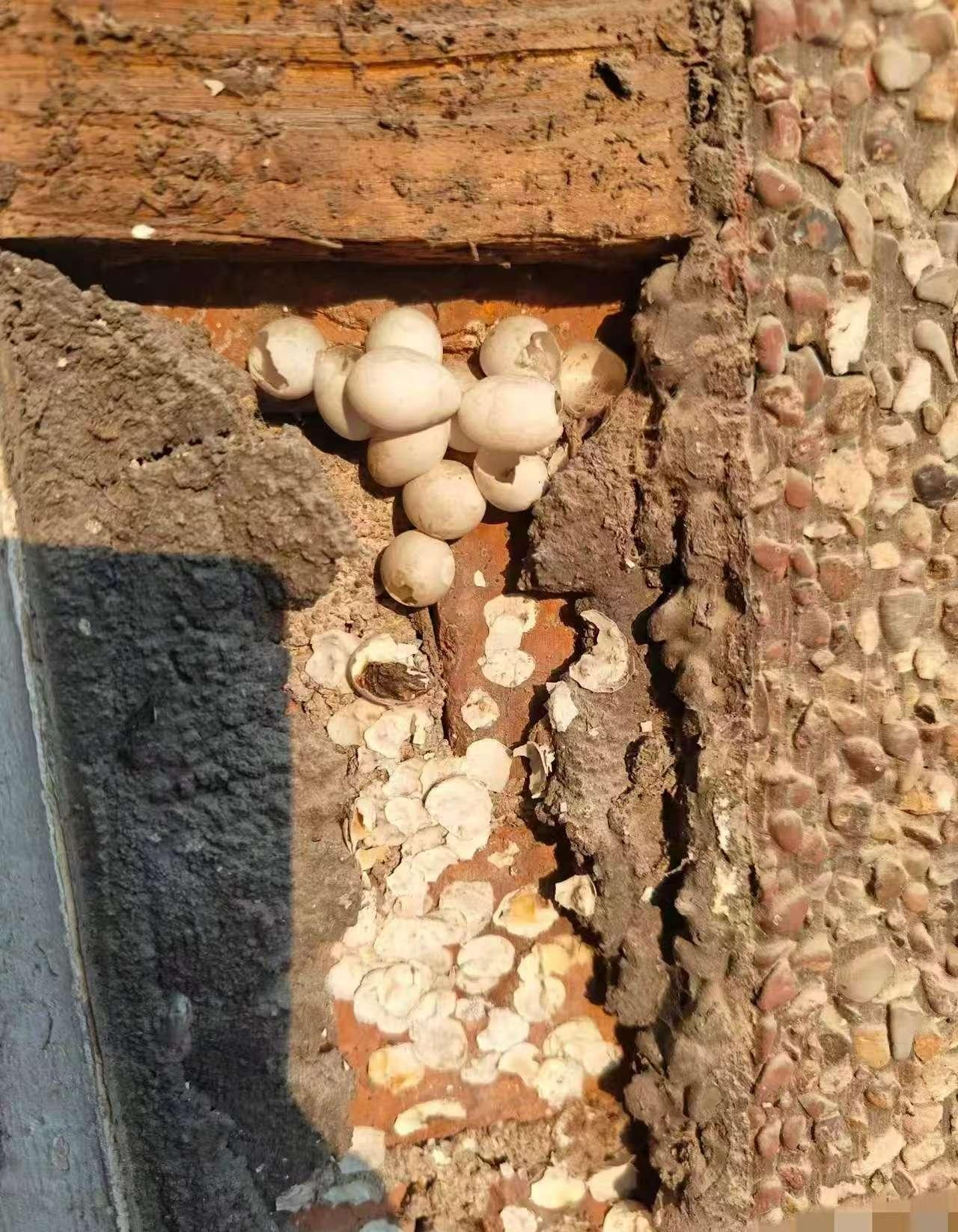 有个租客狠毒，为了报复房东不退压金，把300多个鸡蛋买回来灌入装修的夹层里。
