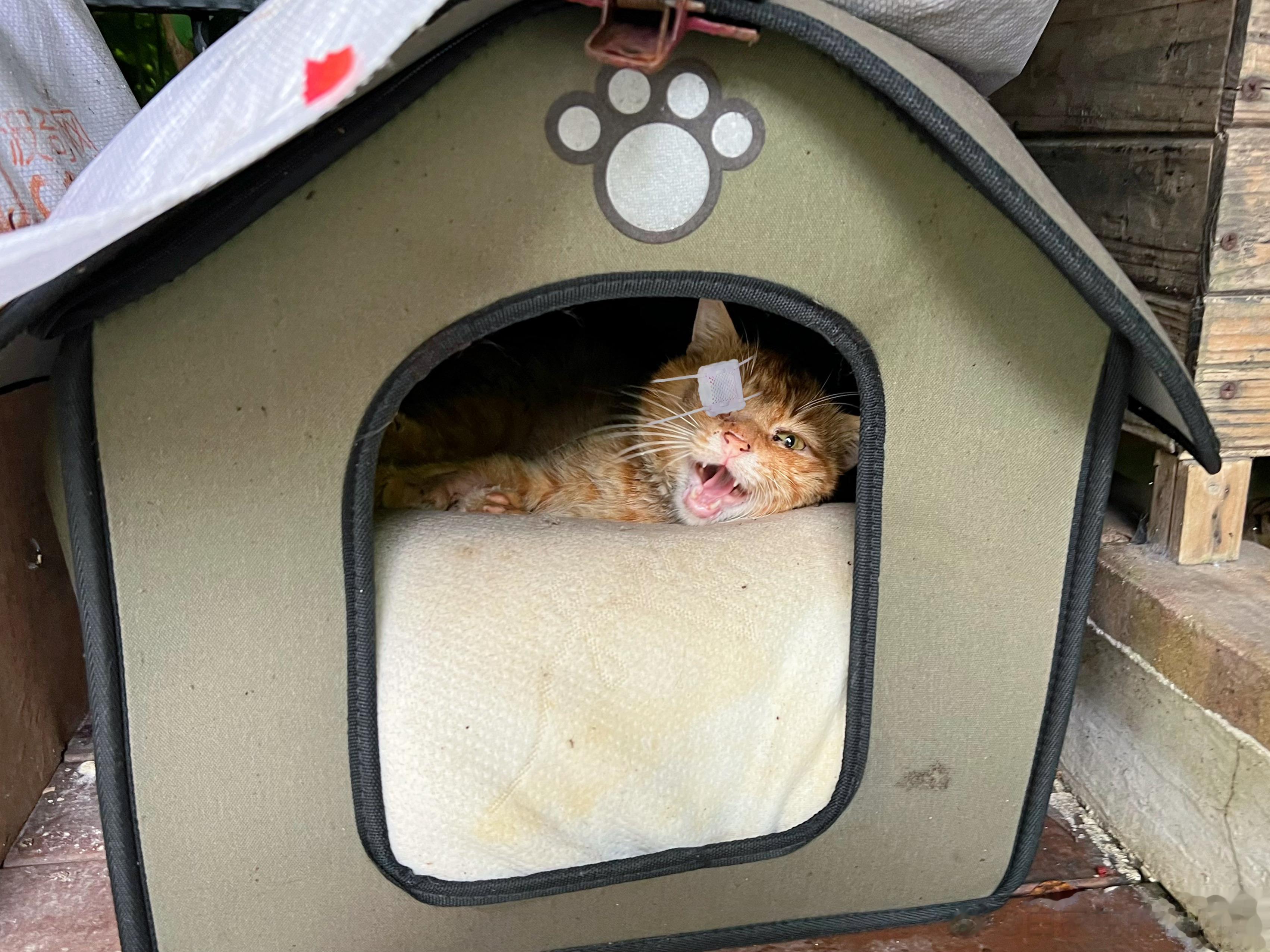 橘仔也好了！又一只小猫被修补好了[爱你] ​​​