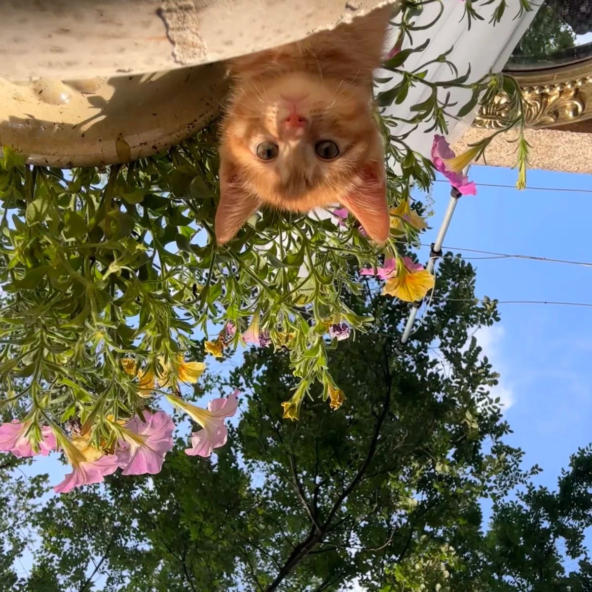 🐈૮・・🌷ა 