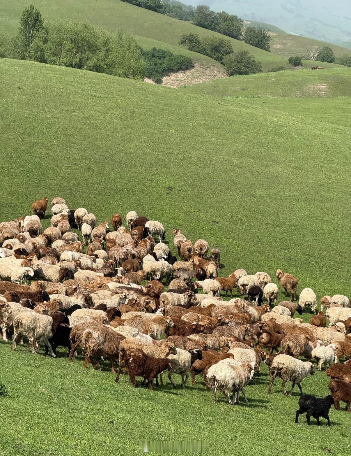 月薪1.6万招人放羊包吃住有WiFi可以边炒股边喂羊，夏天白天把羊放出去，傍晚收