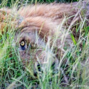 🦁 一头年迈的雄狮，走到了它生命的最后几个小时。📸 摄影师拉里·潘内尔捕捉下