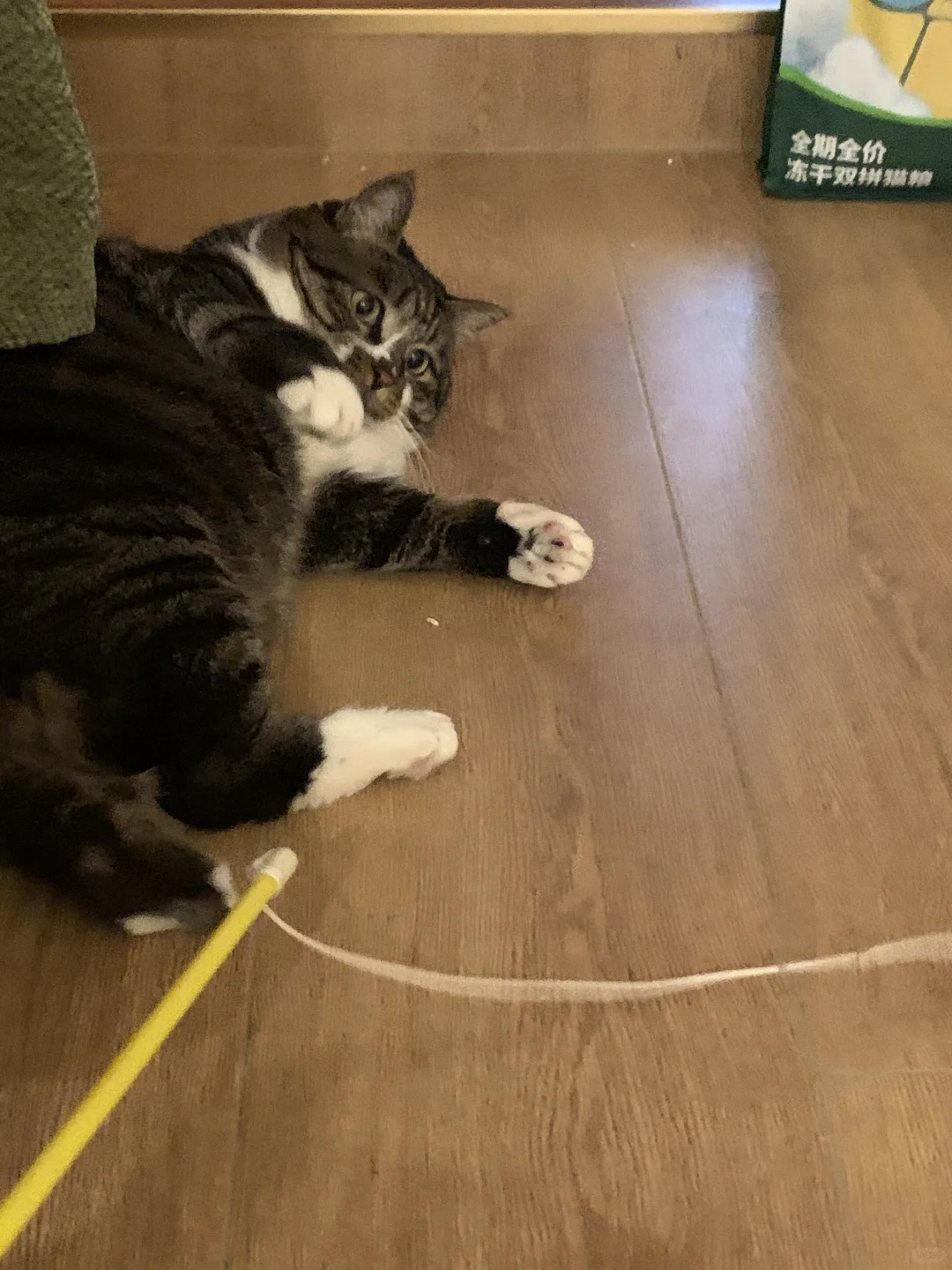 疼爱会让猫咪逐渐变成猫猫面包~