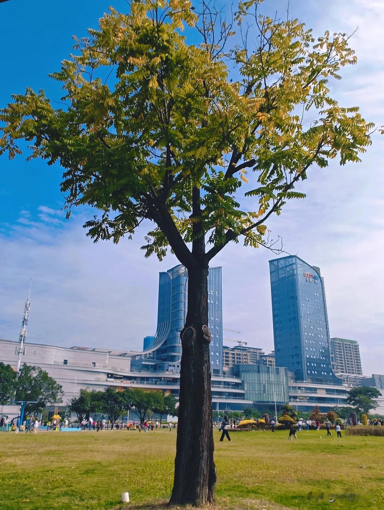 漳州市四季花海和吾悦广场之约
四季花海原本是漳州市人民广场，面积很大，以前的元宵