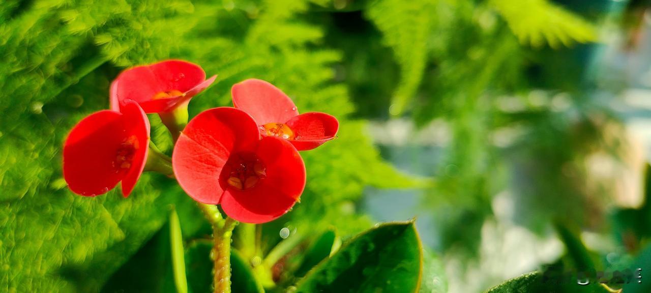清浅时光晒图笔记大赛分享一张开花的照片 晒一晒手机里的花草图片 分享一张自然风景