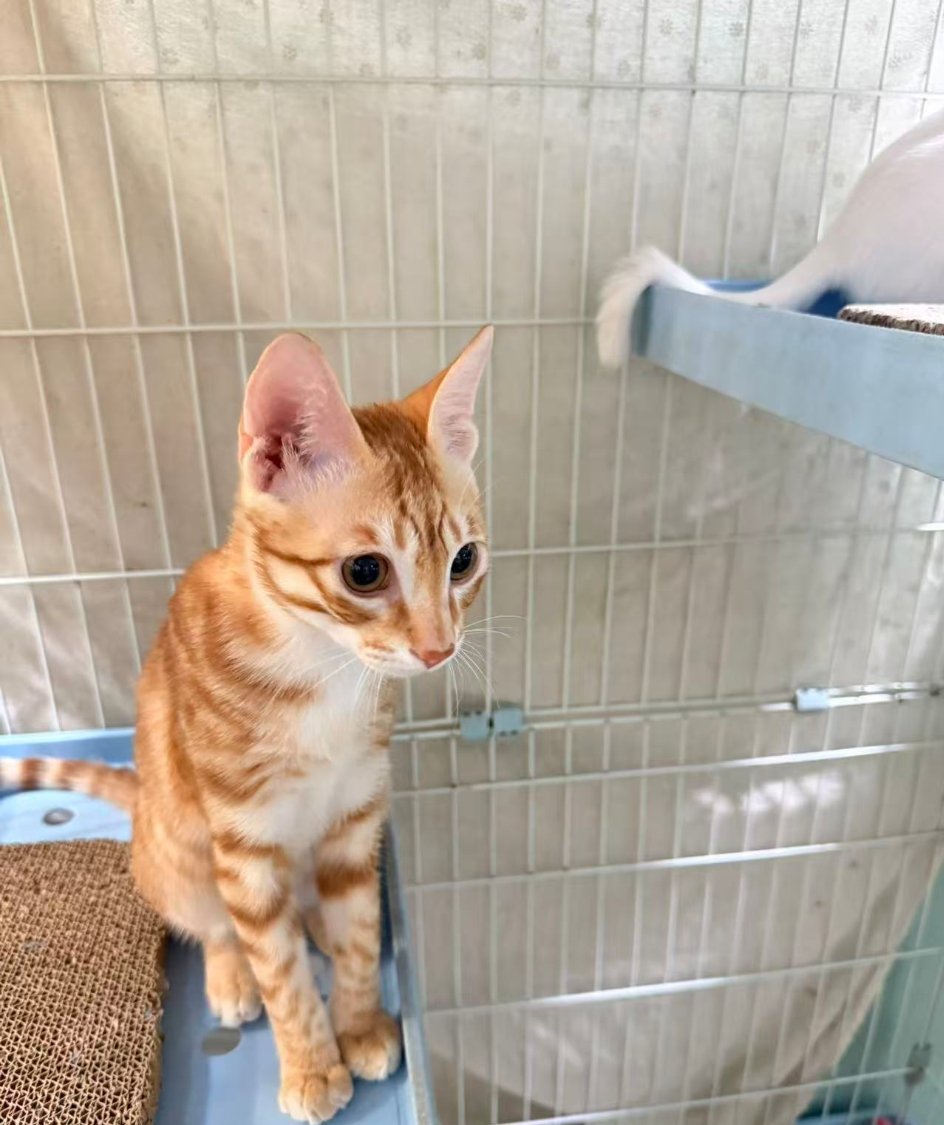 甜甜圈回来以后每天都这副表情，还是没有舒展开。。[苦涩]猫咪 ​​​