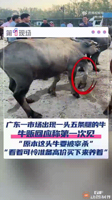 广东阳江一处市场内，出现了一头拥有5条腿的牛，重达500斤，它的其中一条腿并不能