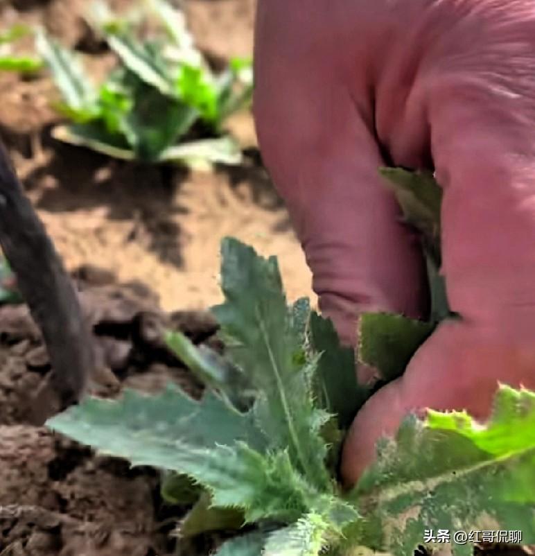 你知道刺角（刺角芽、刺儿菜、小小蓟）吗？，是菊科蓟属多年生草本，也是关中做刺角面
