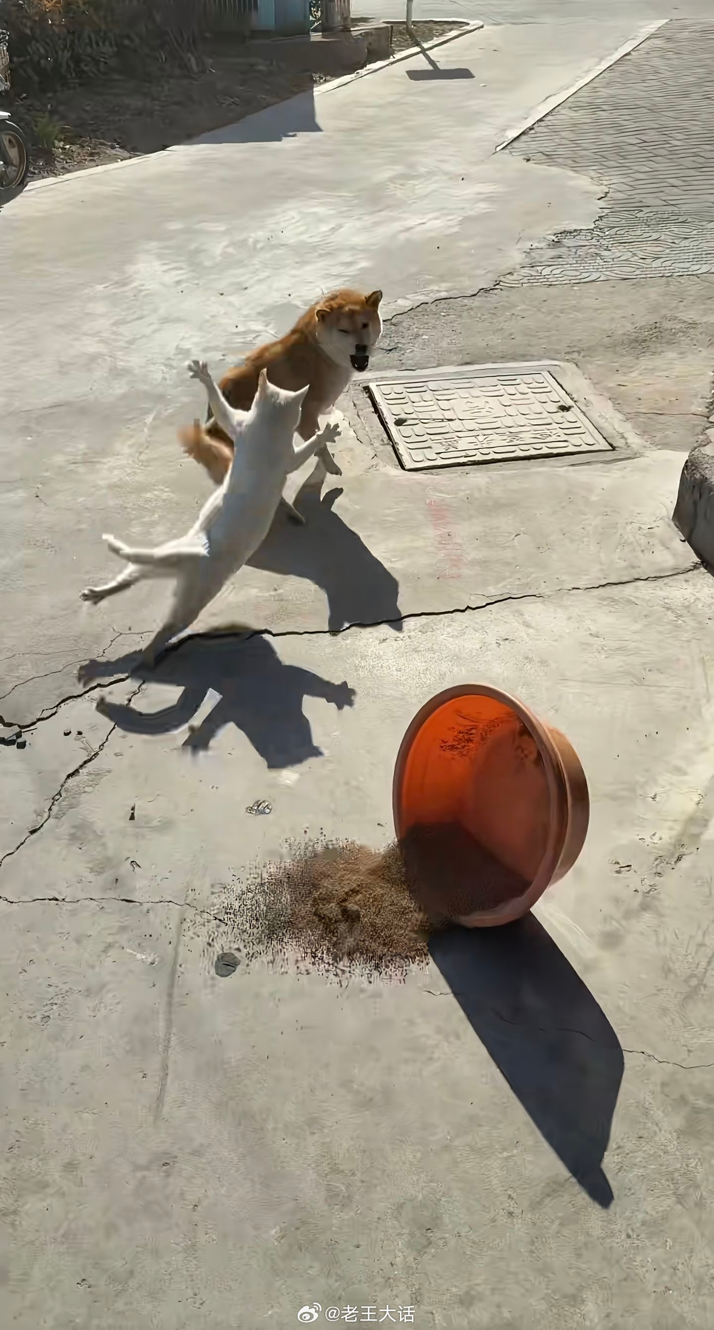 猫：跟这个世界说晚安吧傻狗！ ​​​