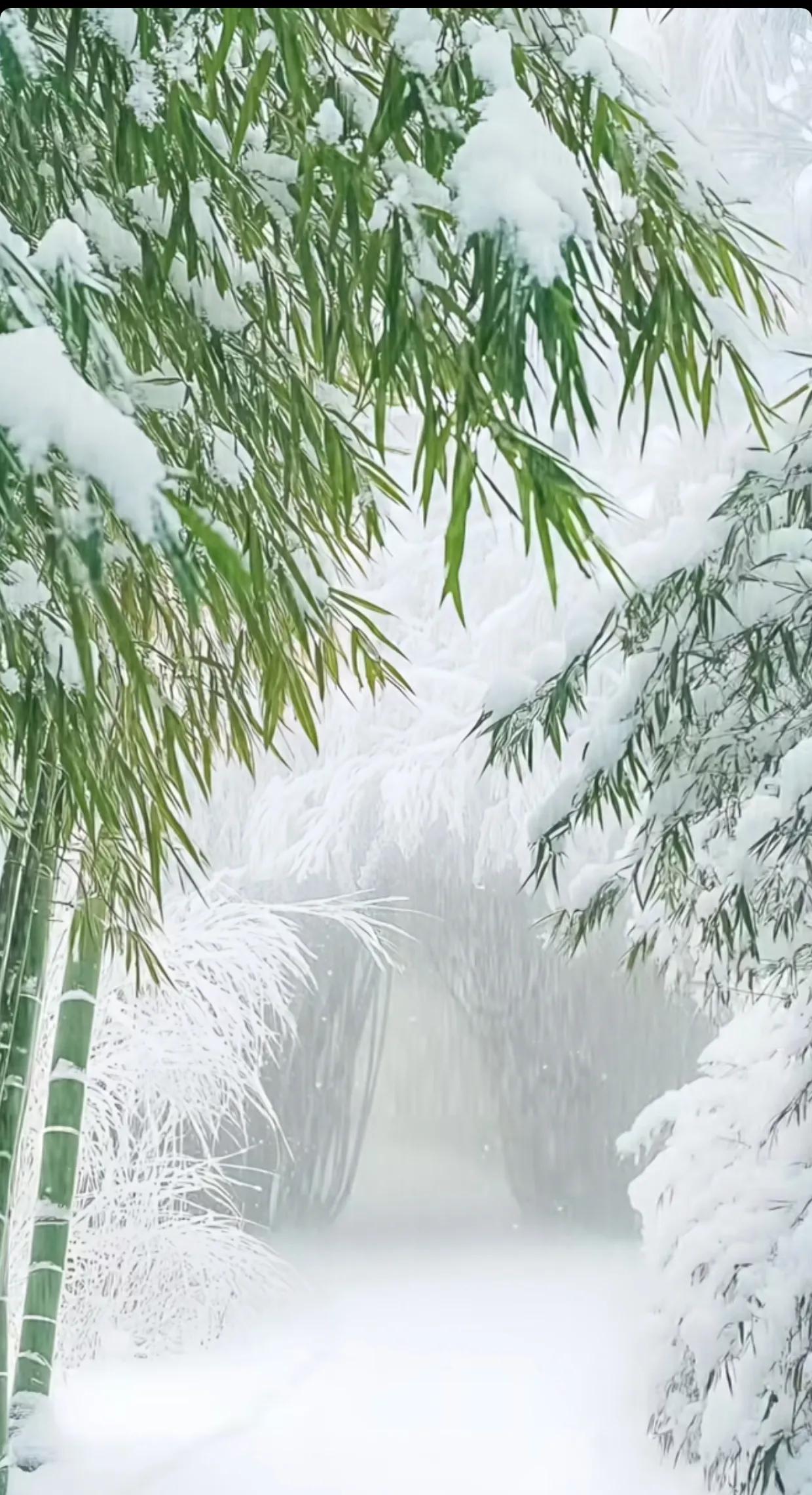 冬天的竹林，雪花如诗如画地洒落，宛如仙境。漫步其中，心旷神怡，感受大自然的祥和与