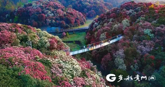 |贵州百里杜鹃推出两条旅游路线 一票能玩三天