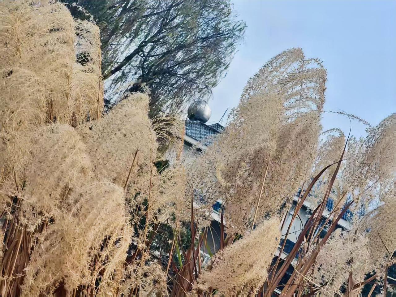 路过的时候一眼撞见这片芦苇丛，瞬间就被戳到了！这些芦苇穗毛茸茸的，浅米色的絮儿蓬