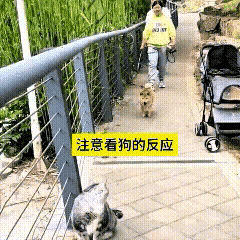 看完这段视频，直接把我逗得哈哈大笑。小柴犬好好走着路，突然撞见前方的猫咪，瞬间就