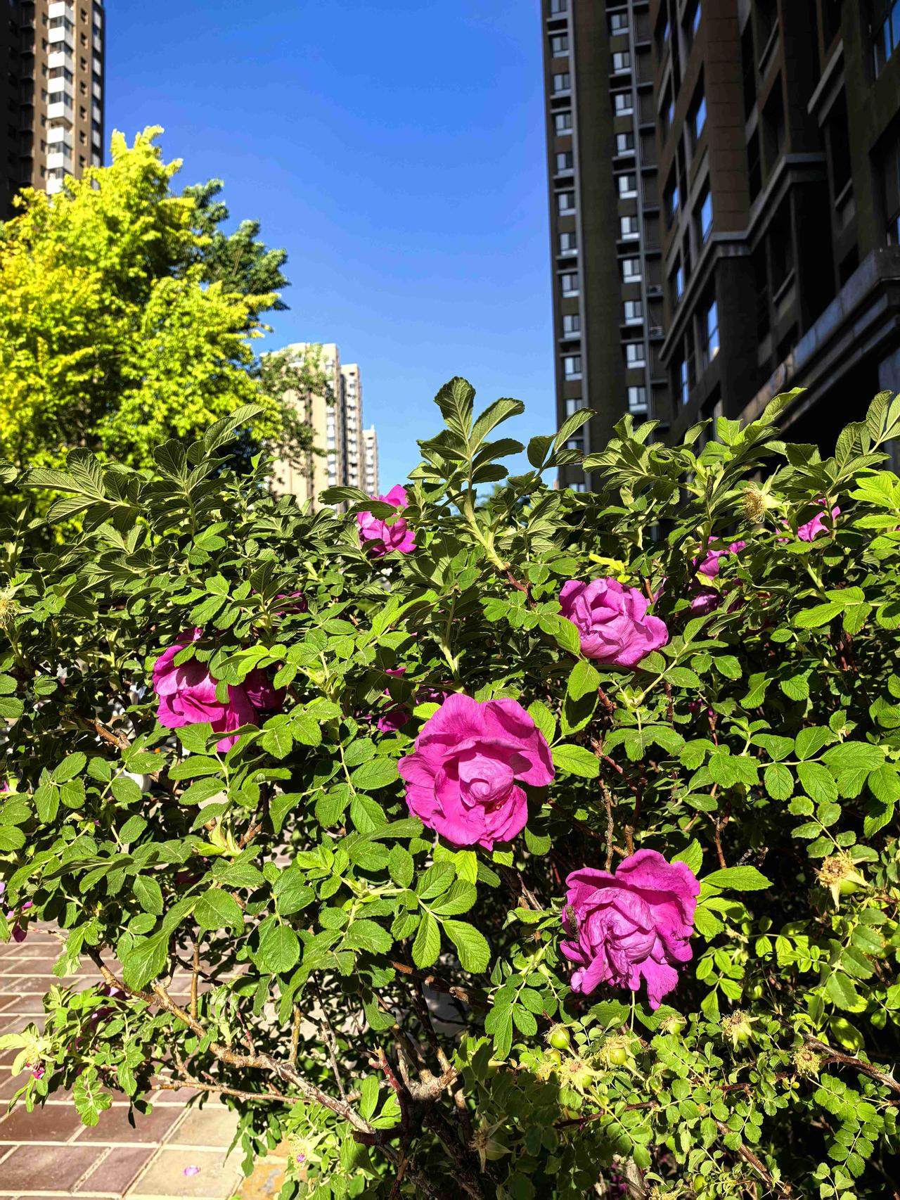 我的今日状态：😁轻松愉快
我这里的天气：☀️晴天