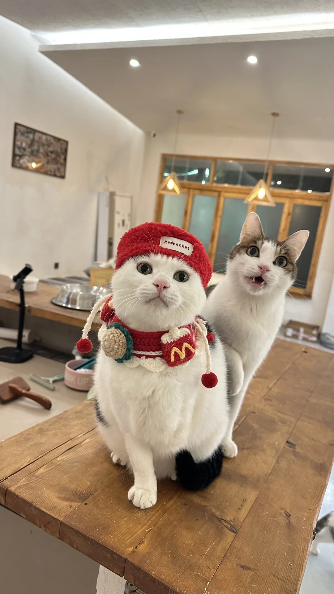 虽然我只有三条腿 但是不影响我萌啊～