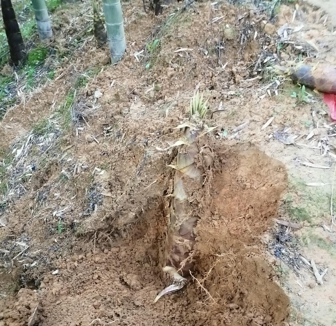 清明回老家扫墓，在自家黄土竹林挖大白笋，真正的山珍，生吃都是甜的[赞]