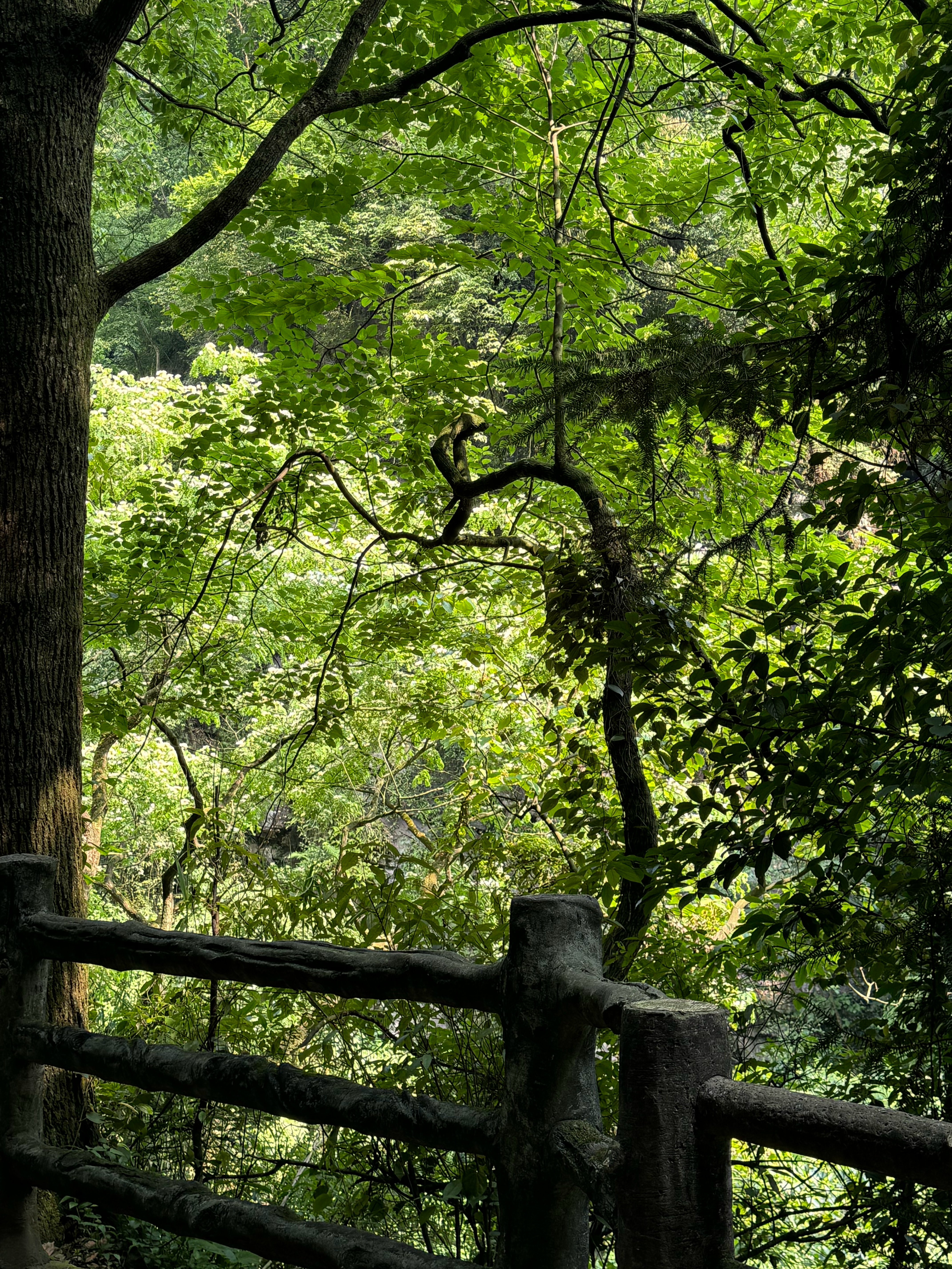 活得好想和灯灯去峨眉山和青城山玩…峨眉山很绿啊！ ​​​