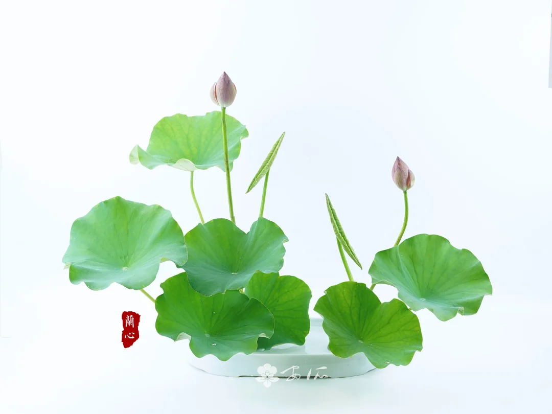 夏日有“荷”课