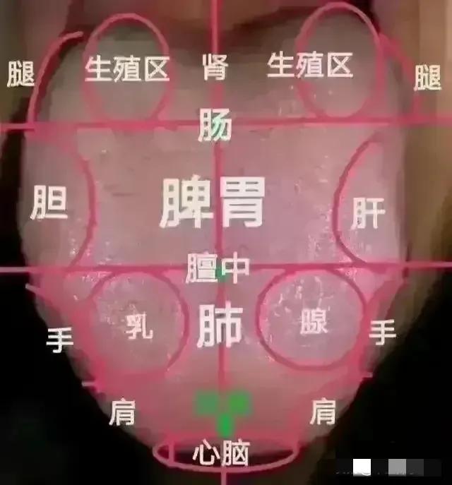 中医舌象分析，竟能洞察全身疾病！今天我们就来聊聊这个神奇的中医舌诊。

中医舌诊