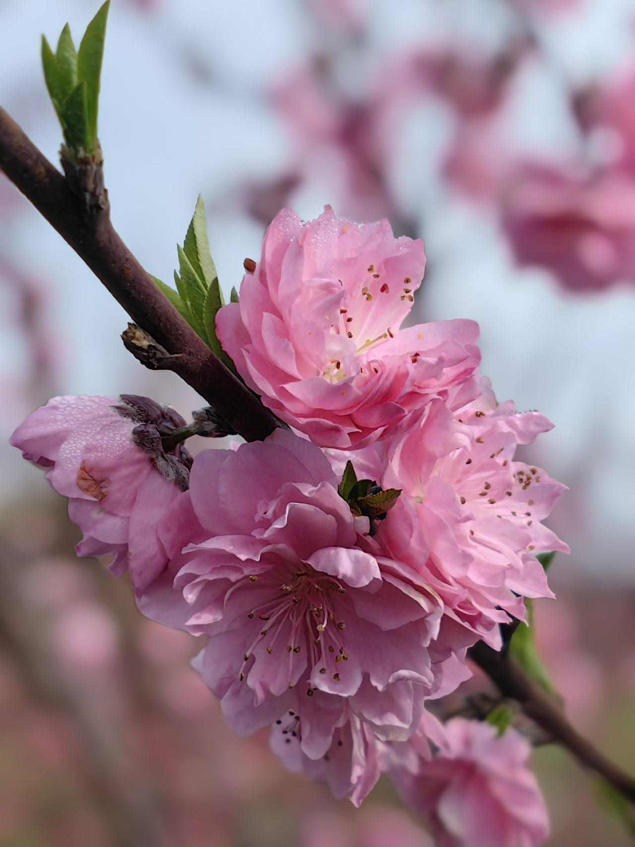 桃花正盛，空无一人今天慕名到洞口茶铺桔园看桃花。满园的桃花开的正盛，却空无一人。