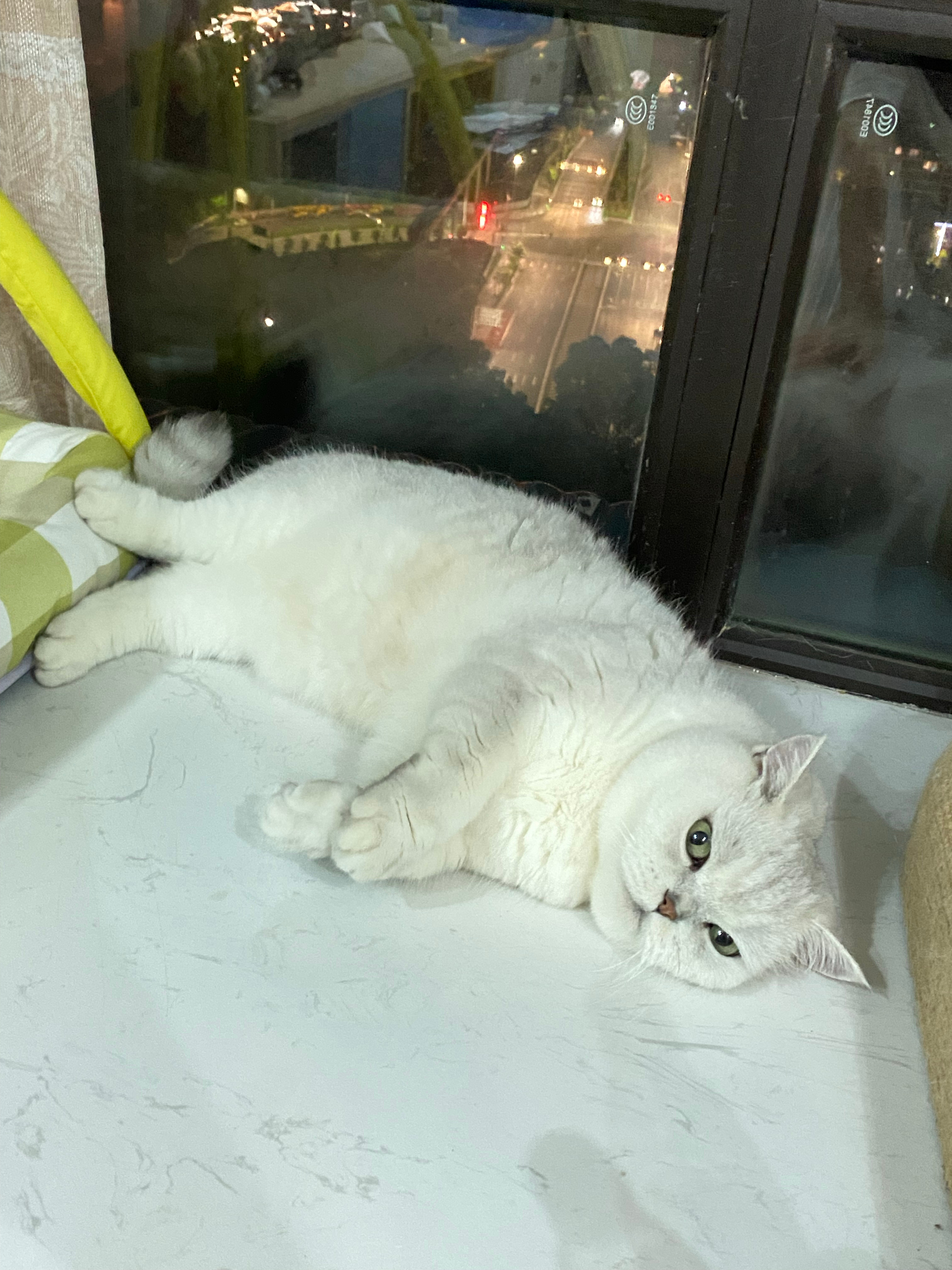 “暴露小海豹的身份了亿亿🦭”猫咪一个亿[超话] ​​​