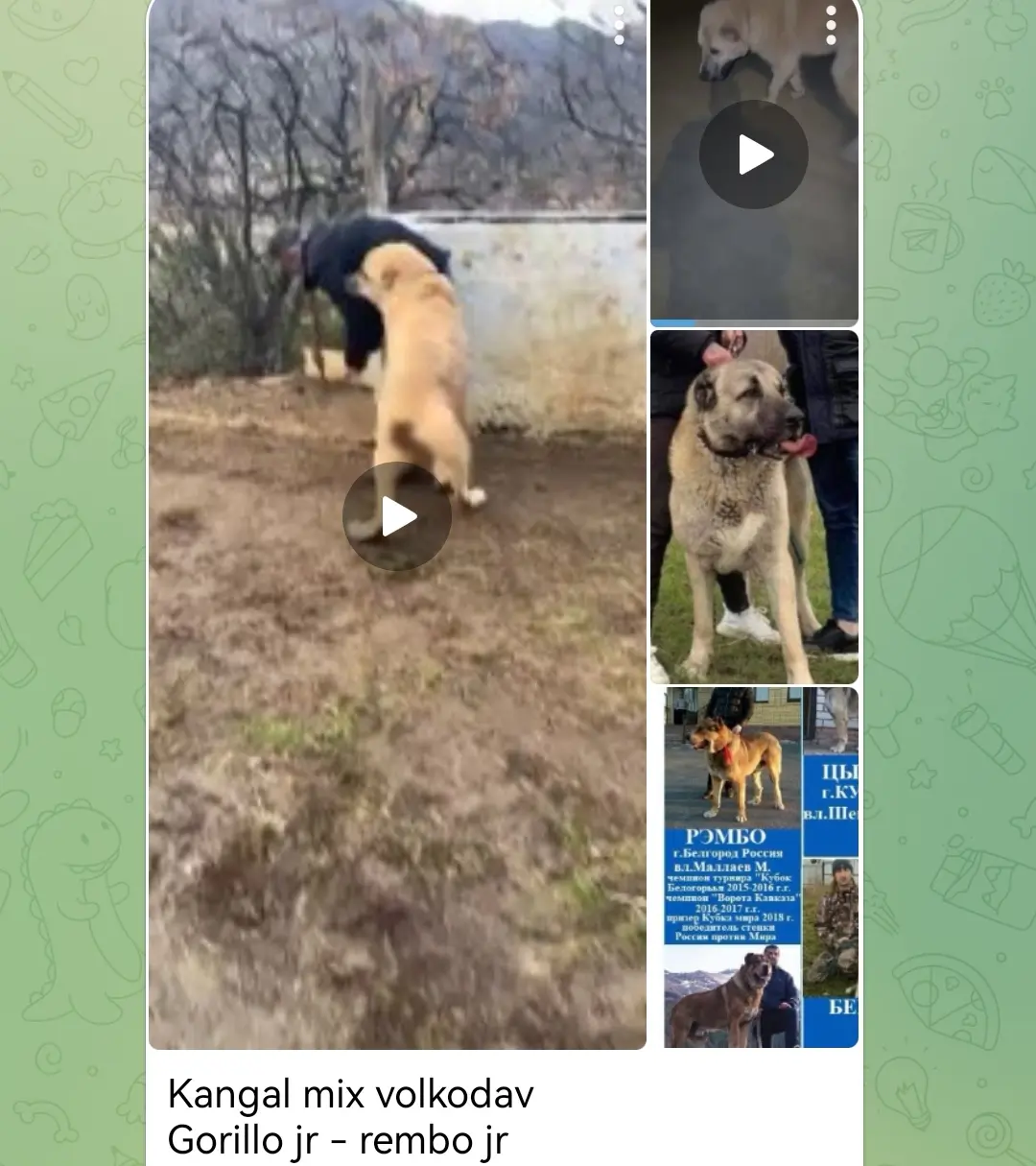 这样的搭配在欧洲很常见Kangal ❌volkodav  Gorill...