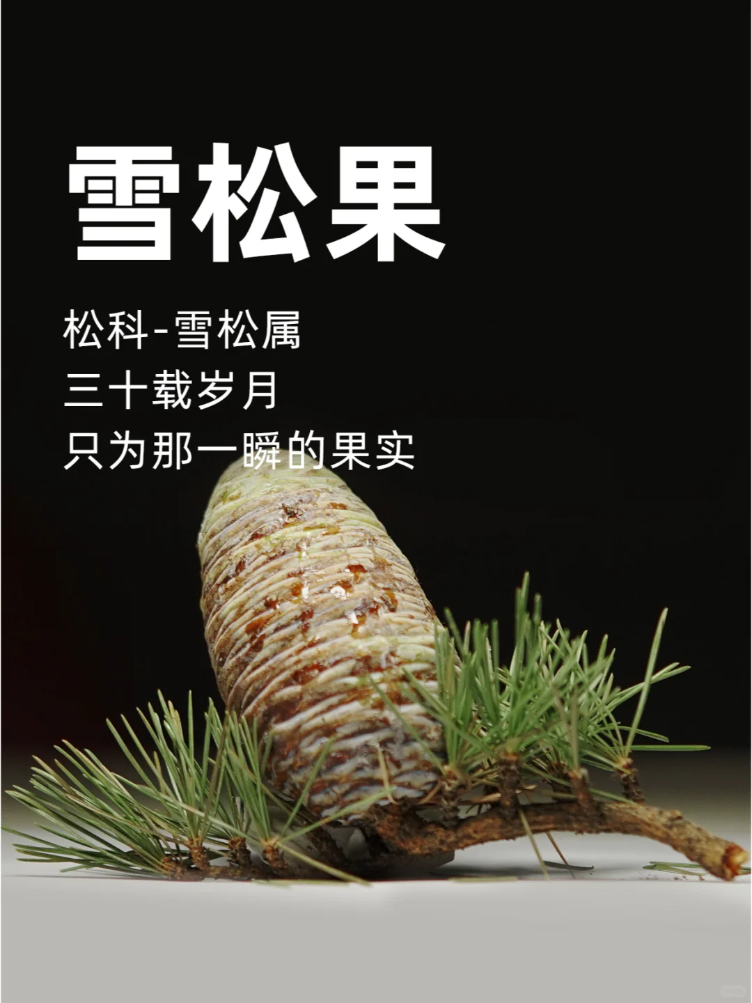 雪松果：三十载岁月，只为那一瞬的果实～