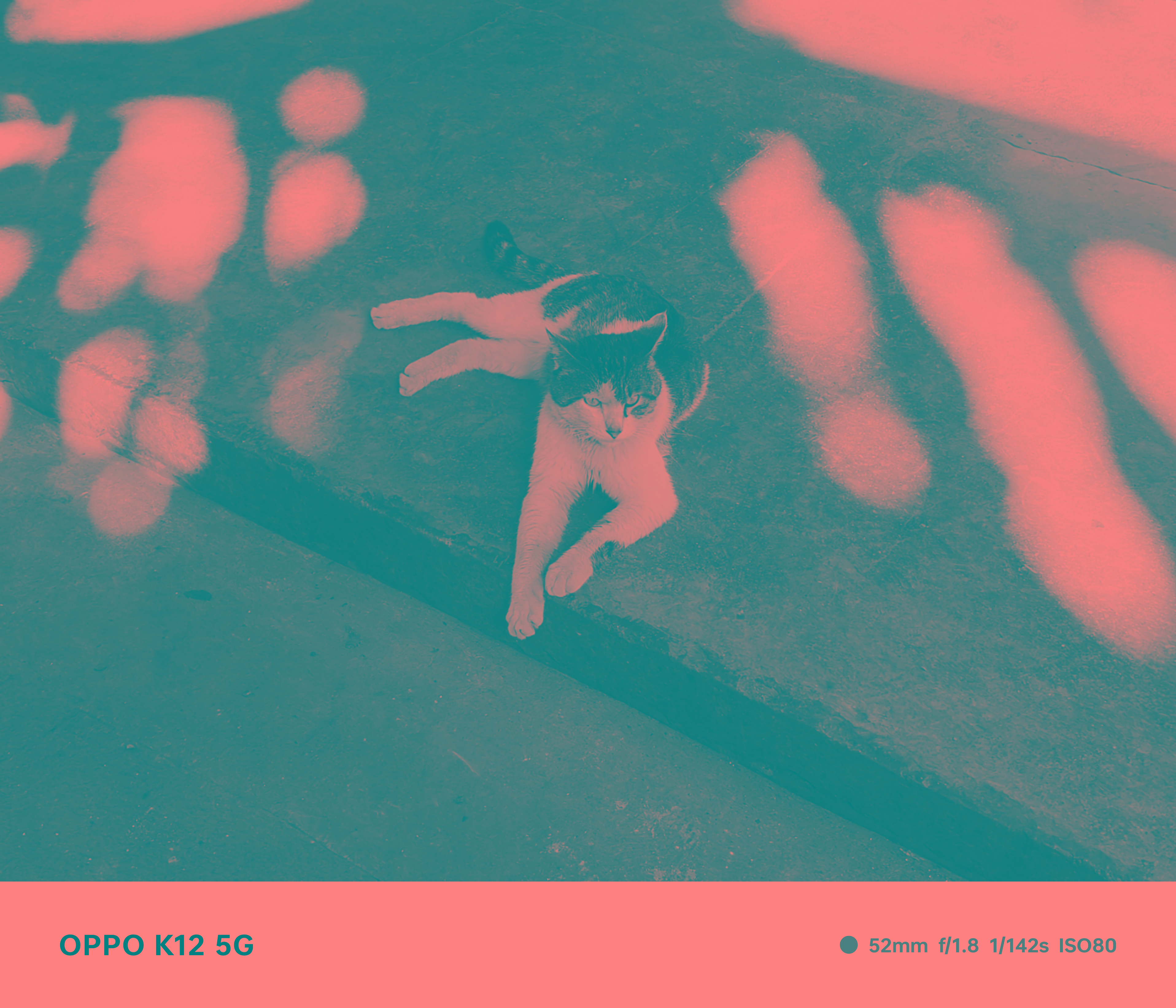 光的翅膀在阳光与阴影交错的世界里，猫咪安然自得，仿佛拥有了一对光的翅膀。#盛夏光