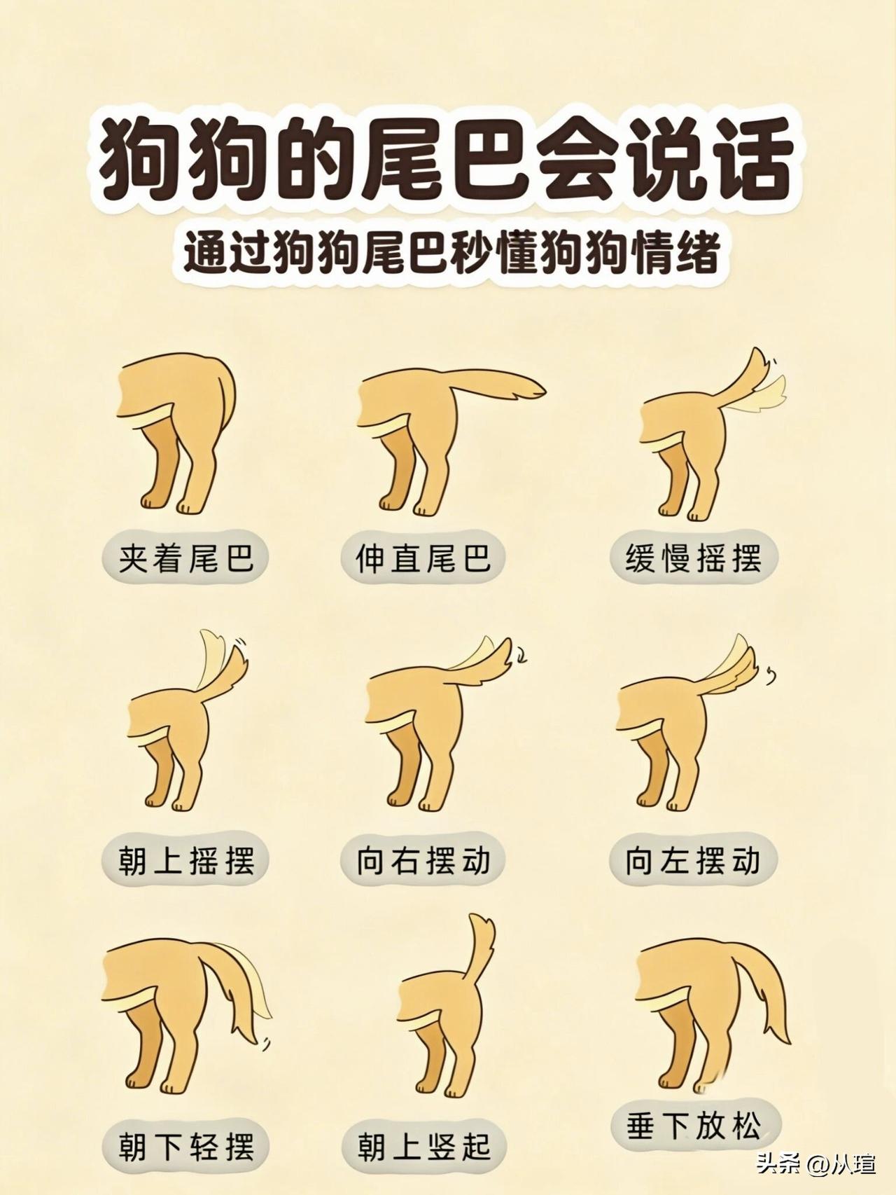 一张图学会与狗狗对话，如何通过狗尾巴的动作看懂狗狗的情绪图解科普 狗情感 宠物行