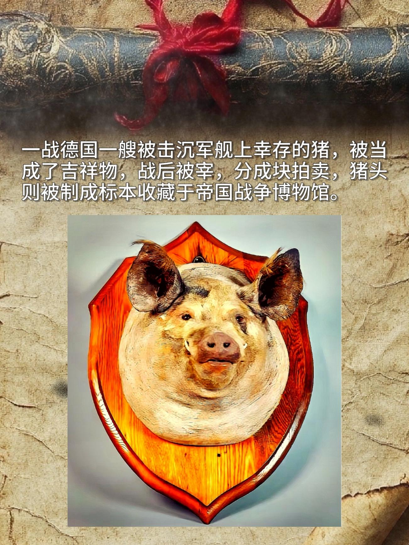 一战德国一艘被击沉军舰上幸存的猪，被当成了吉祥物，战后被宰，分成块拍卖...