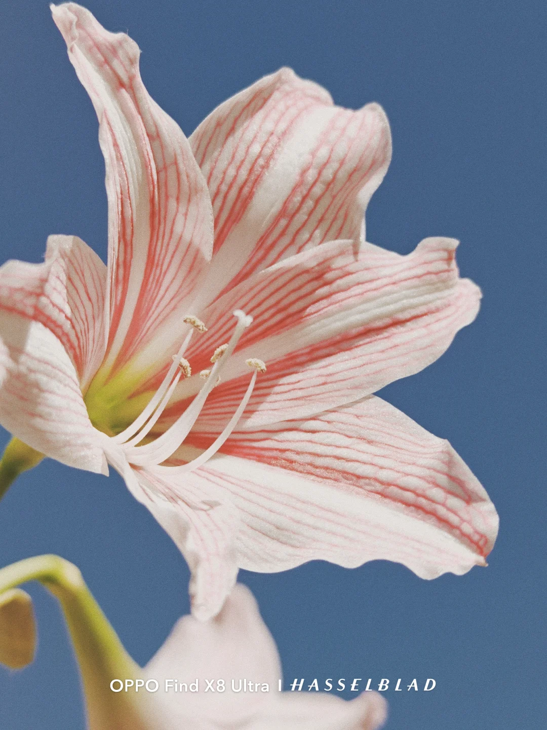 就你叫朱顶红是吧？