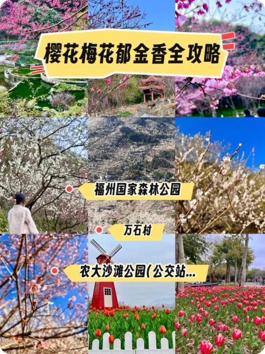 福州游玩攻略！赏樱花➕梅花➕郁金香 🌸🌸🌸