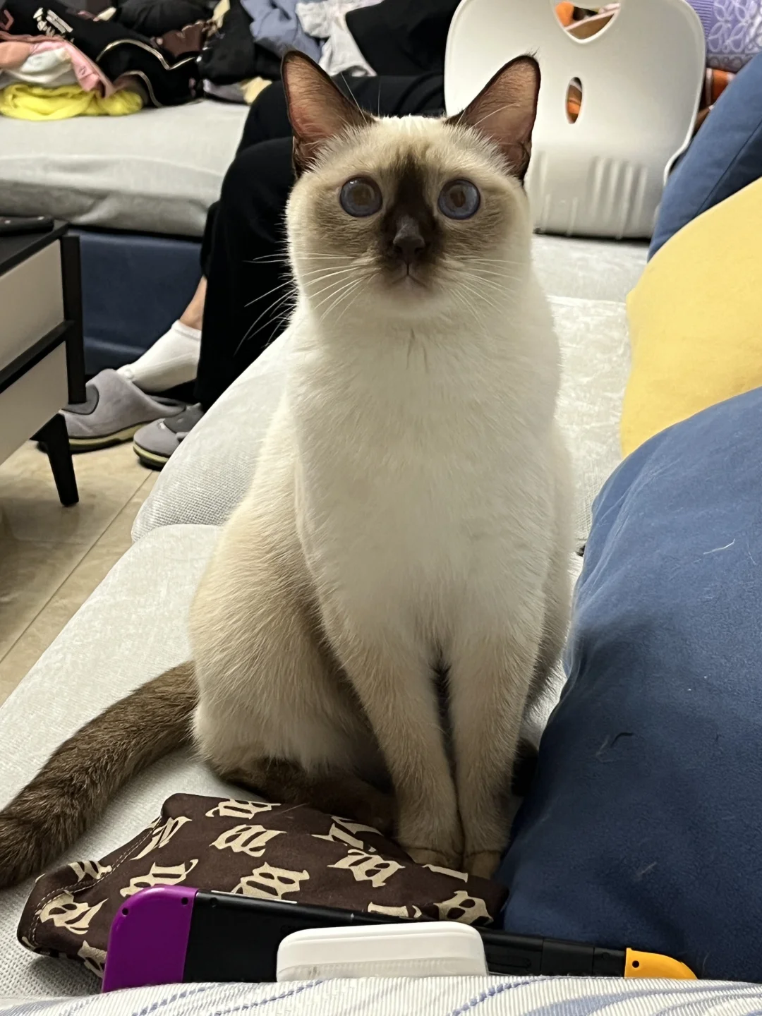 呆呆小猫