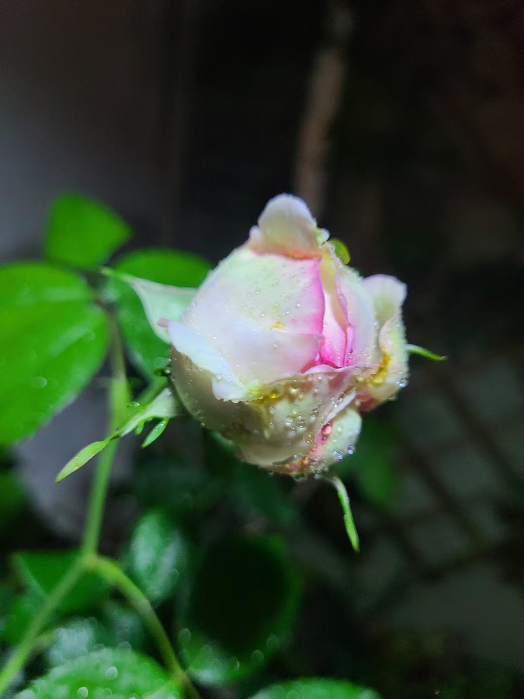 春天到，花儿笑，满园芬芳心欢畅。愿得岁岁如此景，心情永远似阳光。 ​​​