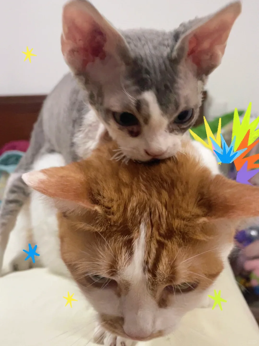 德文的眼💩到底怎么才能消失