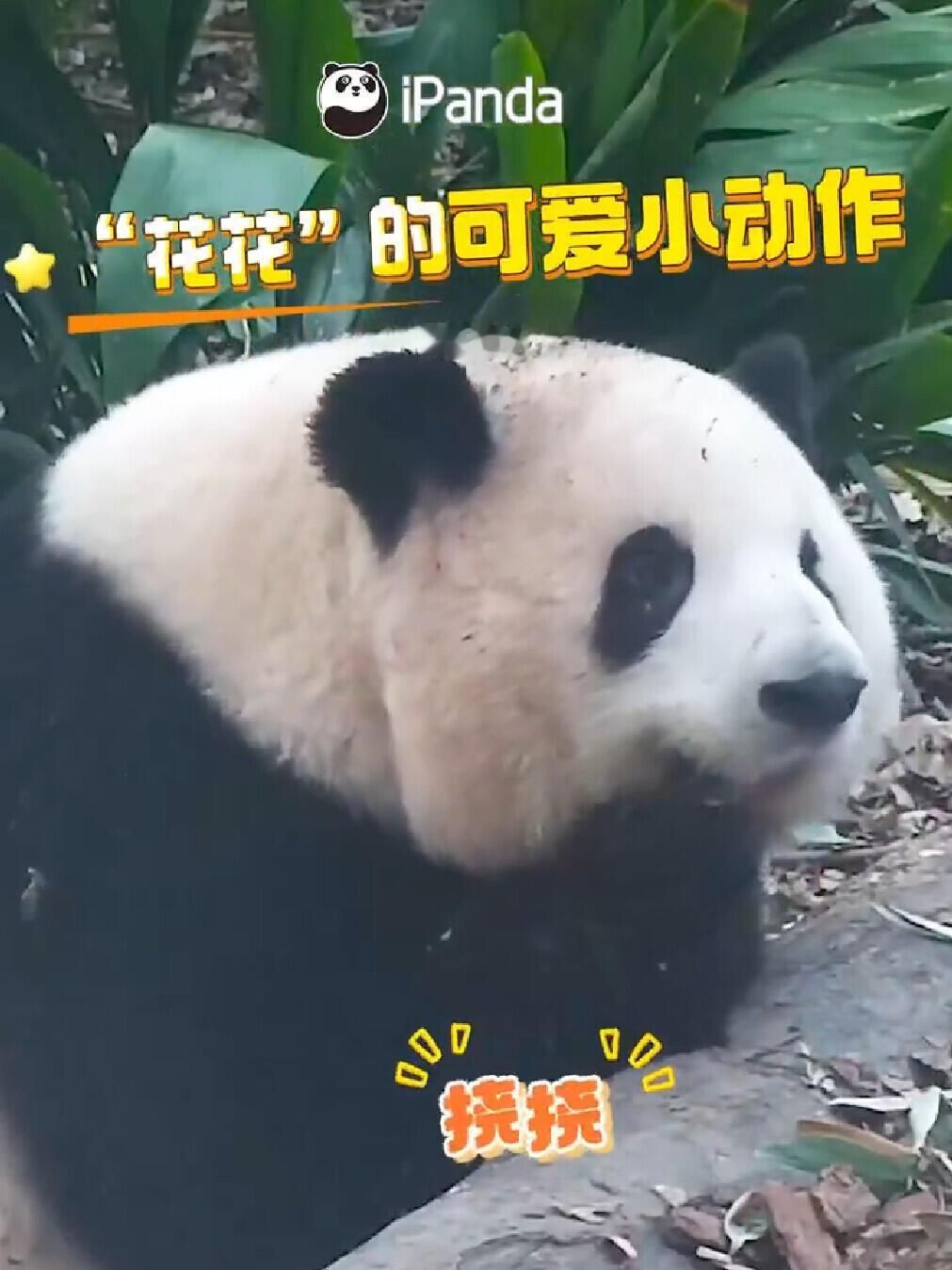 可爱的花花🌸～大熊猫和花 
