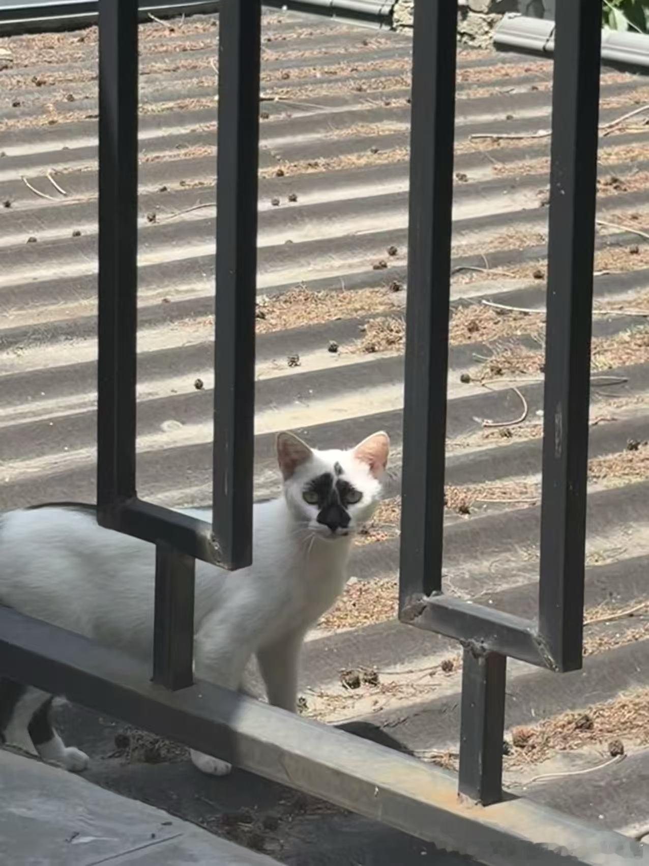 49286【丑猫】惊鸿一瞥 