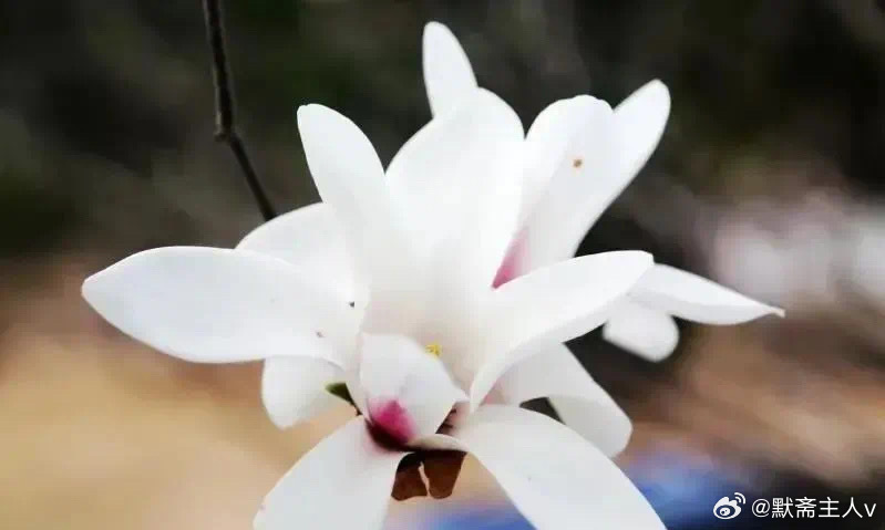 晨光里的过客·默斋主人原创散文破晓的鸟鸣，轻轻将我从沉睡中唤醒。睁眼一瞬，天光穿