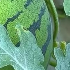 西瓜种植1、土壤：选择肥沃、排水良好的土壤。如果条件允许可以进行土壤检测并根据需