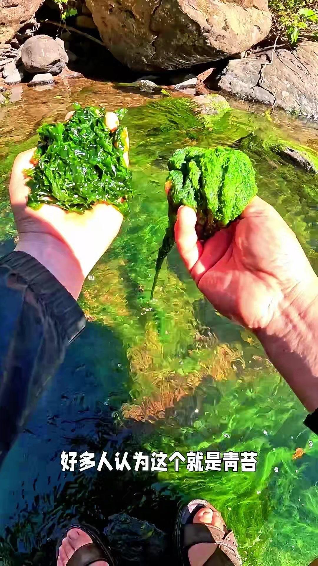 丽江山里石花菜与青苔咋分辨？🌿丽江山里的石花菜和青苔，很多人区分不清，今天教你