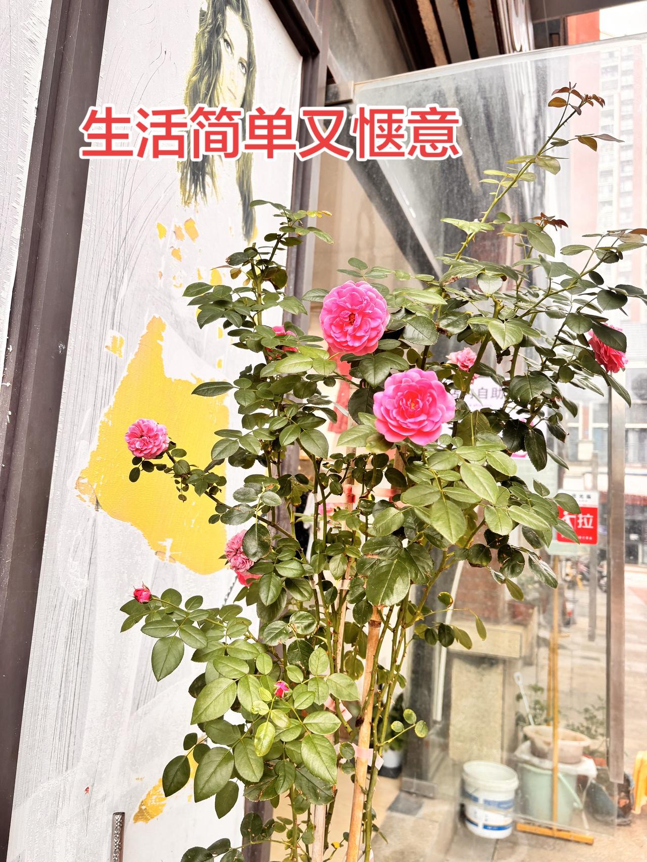 很喜欢这种生活，有生意就做，没生意就听听歌，扒拉扒拉我的小花。对顾客不推销，喜欢