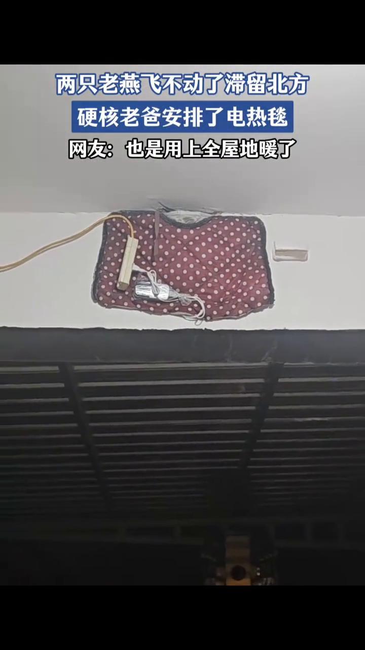 两只老燕飞不动了滞留北方，硬核老爸安排了电热毯。
网友：也是用上全屋地暖了。