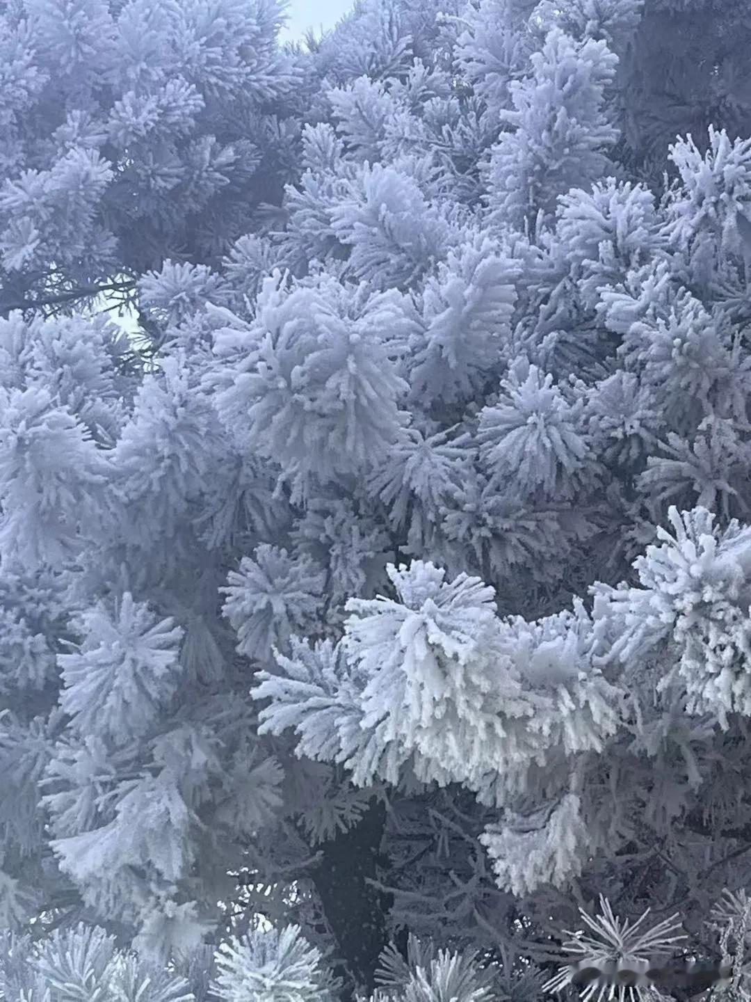 这是今天长春的雾凇，真的好像白色的珊瑚，西安人，期待下雪，期待自己的白珊瑚雾凇！
