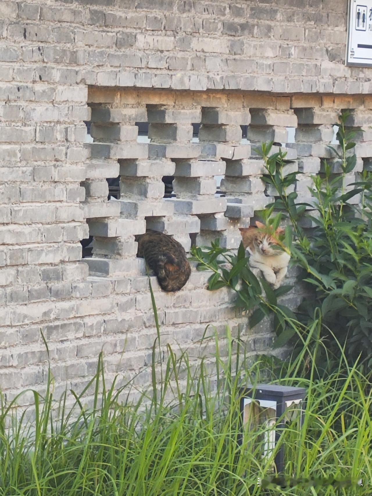 这猫咪很会找地方睡觉吧
太巴适了
嘿嘿嘿嘿嘿嘿嘿嘿
猫星人果然很聪明吧