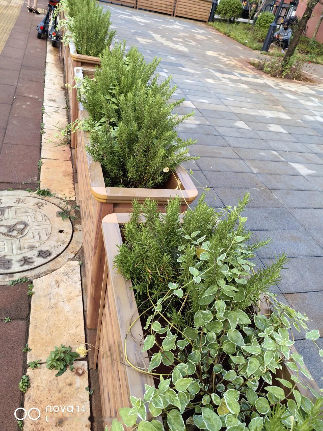 昆明市的路边绿化带，有这种植物，叫迷迭香，闻过的人就知道，有一种清凉油的味。这种