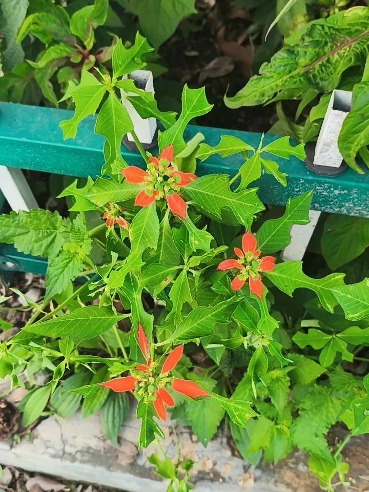 大雨过后，大街上花坛里的鲜花异常鲜艳夺目！
拍摄于肥城市潮泉镇上寨村中心大街！