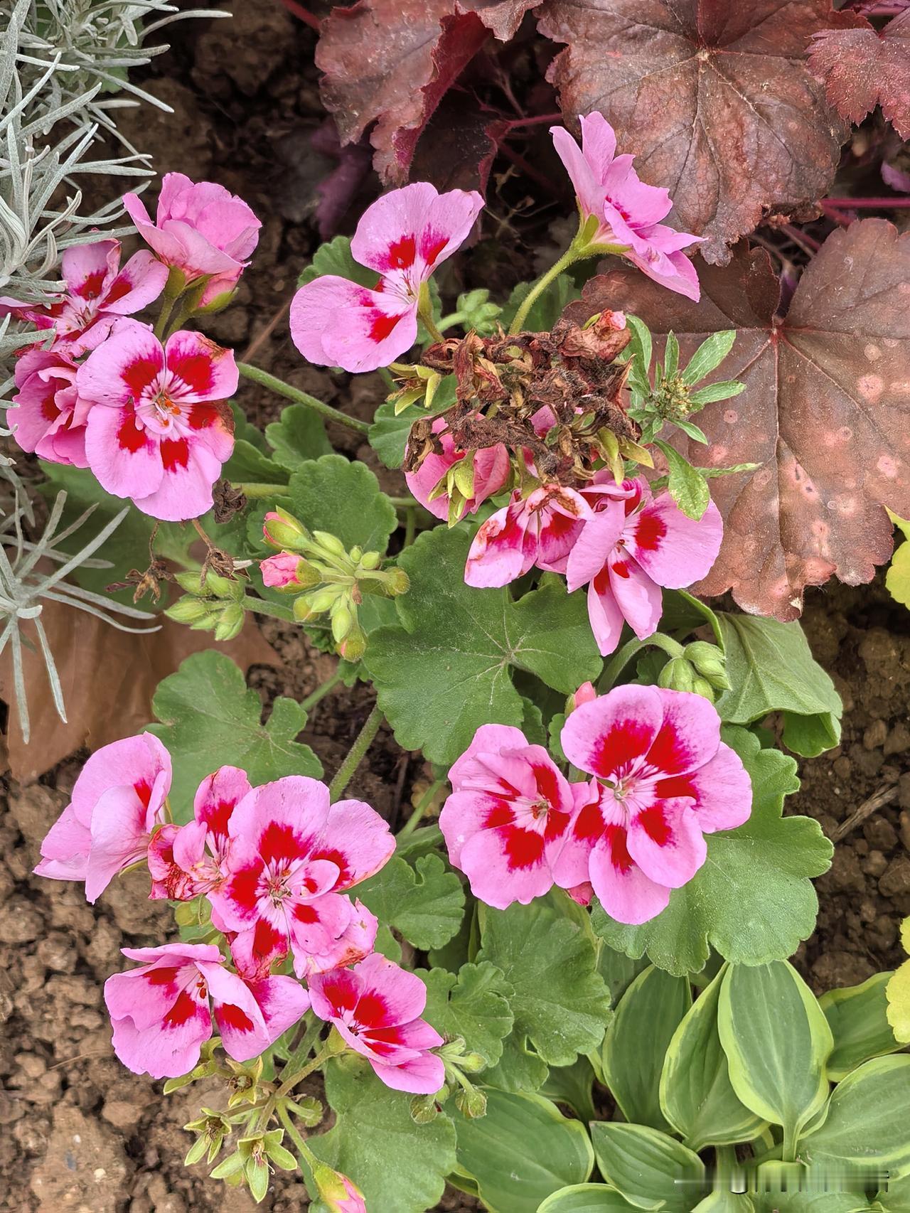 我必须承认，我这一辈子没什么本事，还是个挺隔路的人。一位在BX公司的当经理的姐妹