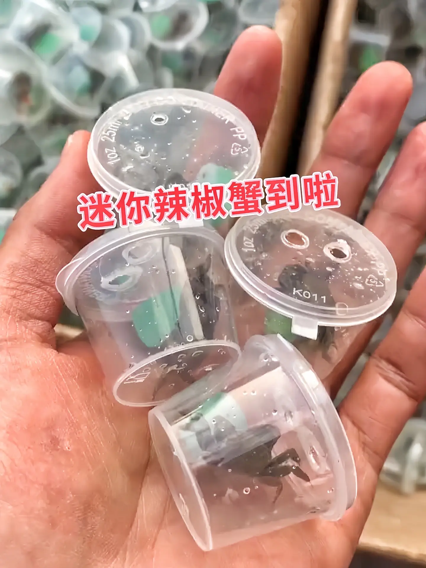 鱼缸里的“细节控保洁员”！迷你辣椒蟹会仔细清理每一个角落的藻类和残渣...