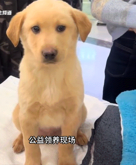 北京，一公益领养现场，一只狗子在等待有缘人领养它时，虽然眼神中满是害怕和不安，但