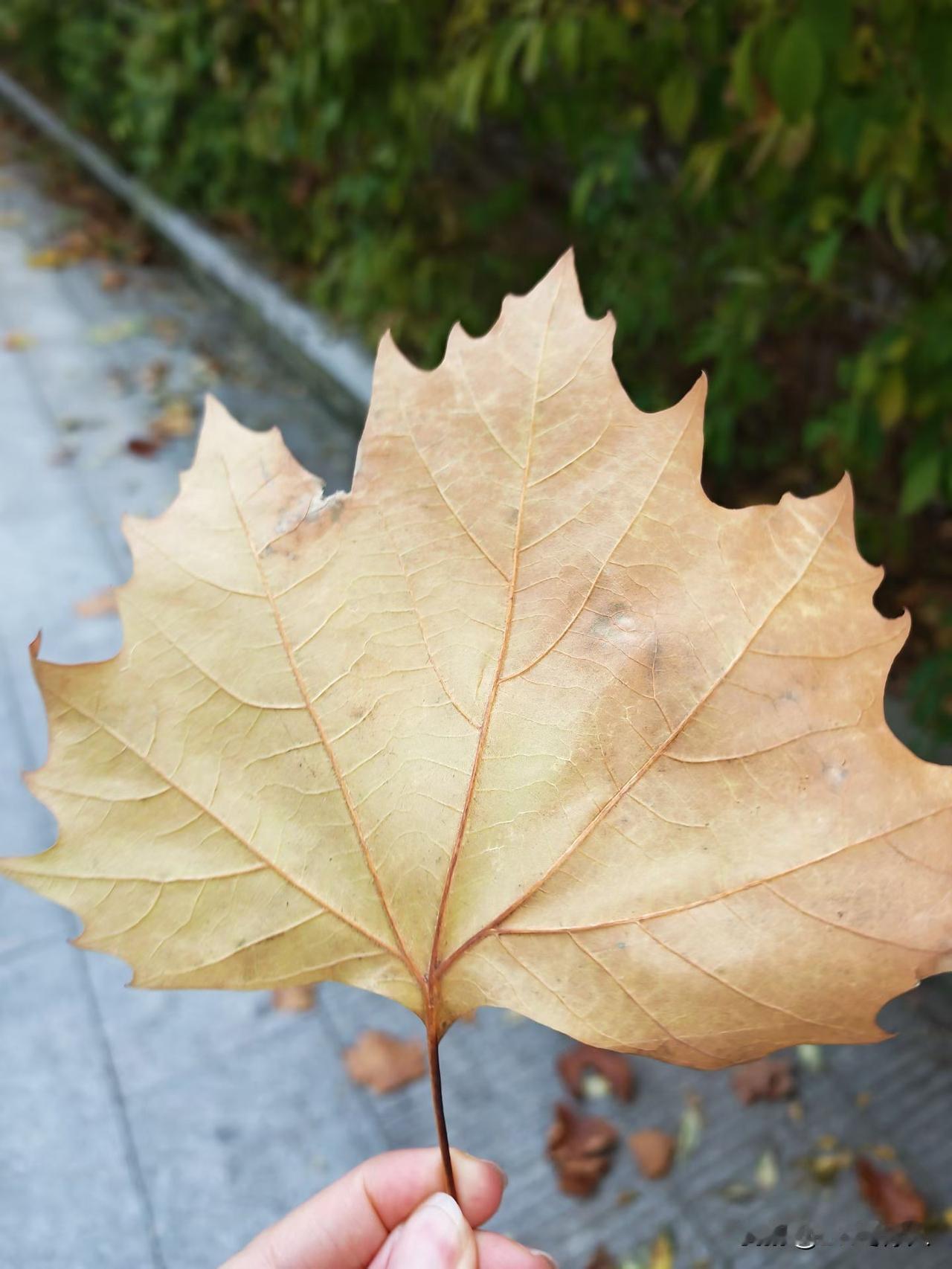 冬日生活打卡季一叶知秋，可是冬哪里去了？零上14°C这也太暖和了吧！